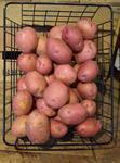 Baby Red Potatoes - By the LB (Pick-Up ONLY)