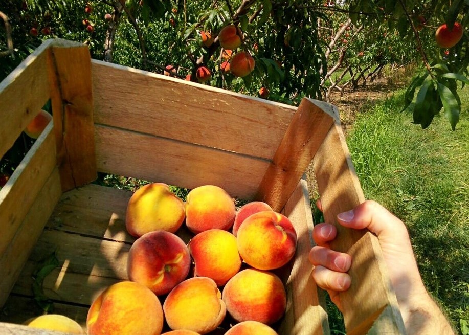 Peaches, Nectarines and Pears