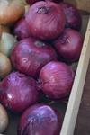 Red Onions - By the LB (Pick-Up ONLY)