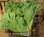 Romaine Lettuce Hearts -  (Pick-Up ONLY)