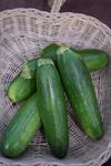 Zuchinni - By the LB (Pick-Up ONLY)